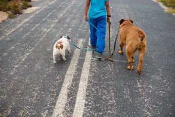 Young boy taking his dogs for a walk