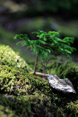 tea tree