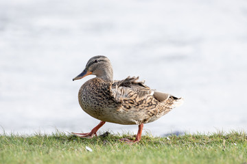 Stockente
