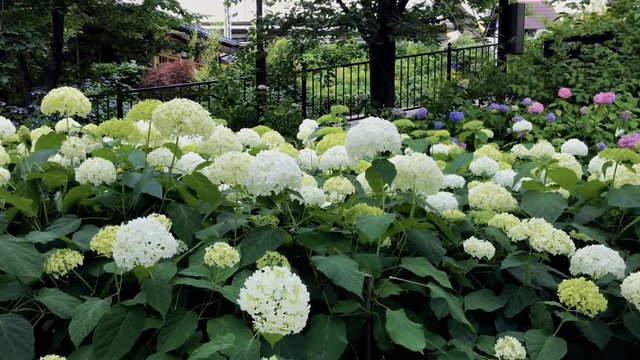 白いあじさい　あじさい