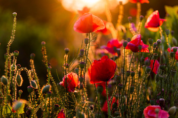 Field with flowering poppies. Beautiful summer landscape.