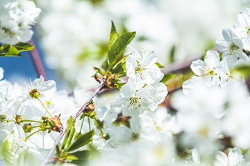 Beautiful nature scene with blooming tree and sun flare