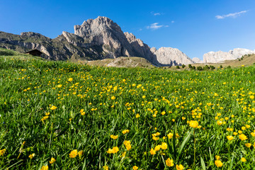 Fototapeta premium Beautiful yellow flowers on the background of the Seceda. Odle Mountain range in Dolomites, Italy.