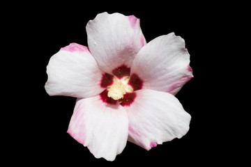Hibiscus syriacus rose of Sharon 'Mathilde' white flower isolated on black.