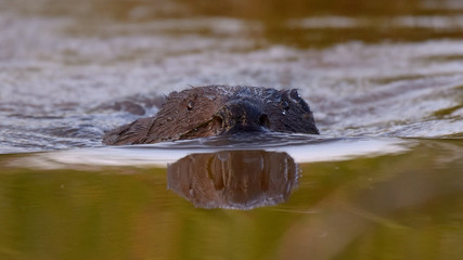 Bóbr w środowisku naturalnym © Rafał Okraj