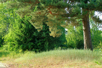 The flowers and the sun 0178