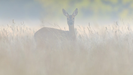 Sarna w środowisku naturalnym © Rafał Okraj