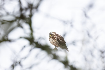 Mäusebussard