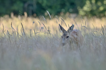 Sarna w środowisku naturalnym © Rafał Okraj
