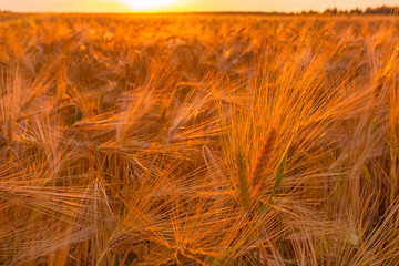 Dry wheat field, drought condintions with heat