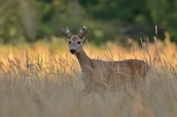 Sarna w środowisku naturalnym