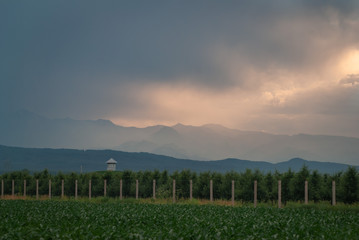 Fototapeta na wymiar Dramatic sunset over a corn plantation in Kabardino Balkaria,