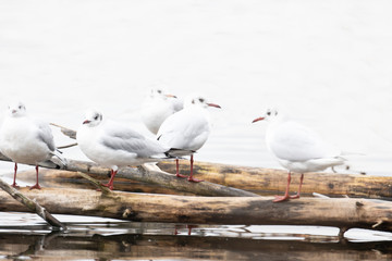 Möwe