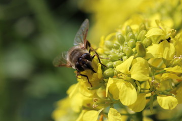 Abeille de face