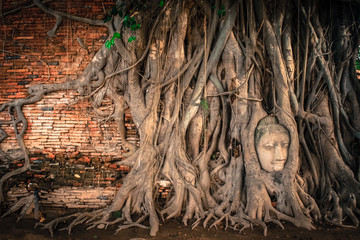 Buddha Head statue trapped in Bodhi Tree roots