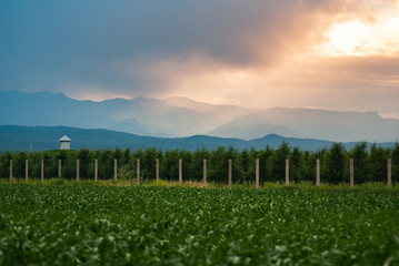 Fototapeta na wymiar Green corn field farm on the background of a mountain sunset.,