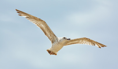 Young Seagull Flying Blue Sky View