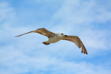 Seagull Spreading Wings Blue Sky Wide