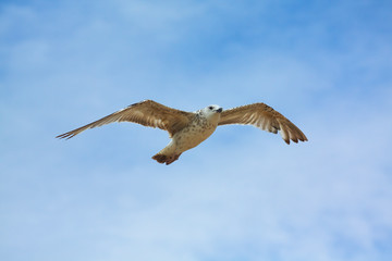 Fototapeta premium Young Seagull Flying Blue Sky View