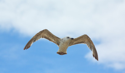 Seagull Spreading Wings Blue Sky Flight
