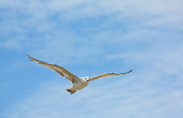 white sea bird in the sky