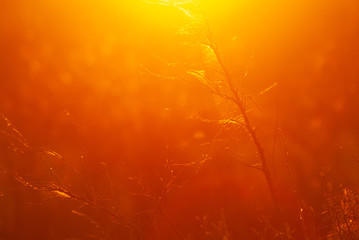 sun background, bright sunlight illuminates the web on the branch,