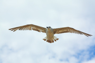 Young Seagull Flying Overcast Sky View