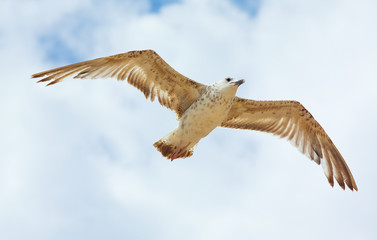 Young Seagull Flying Blue Sky Cloud