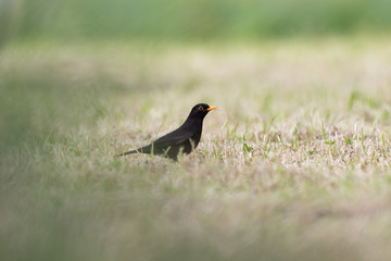 Amsel