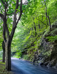 Beautiful beech canopy country road