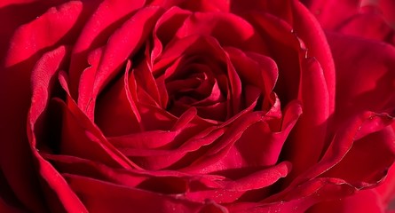 Art photo rose petals isolated on the black natural blurred back