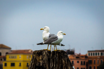 Due gabbianelle appollaiate su un palo di legno guardano in direzioni opposte