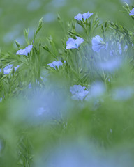 亜麻の花(当別町)（Flax flowers blooming in Tobetsu Town）