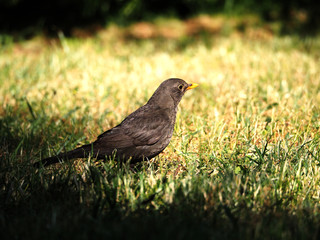 Turdus merula cabrerae