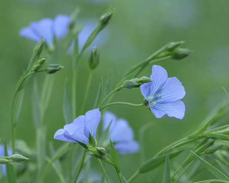 亜麻の花 Photos Royalty Free Images Graphics Vectors Videos Adobe Stock 亜麻の花 Photos Royalty Free Images Graphics Vectors Videos Adobe Stock