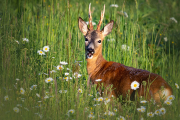 Rehbock auf Blumenwiese