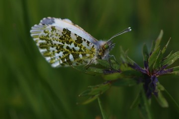 Papillon tacheté