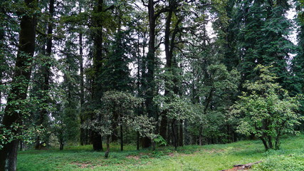 trees in the park