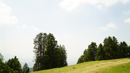landscape with road and trees