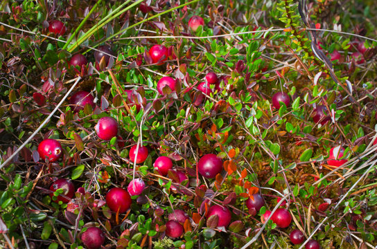 cranberries red berries background nature