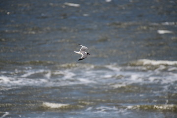 seabird flying on a sunny day at a beach
