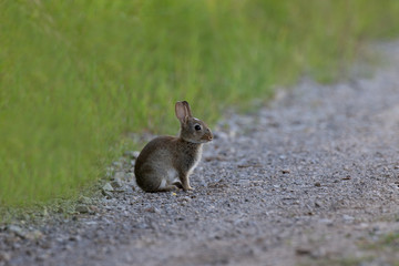 Wildkaninchen