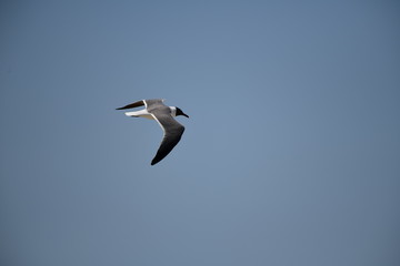 Obraz premium seabird flying on a sunny day at a beach