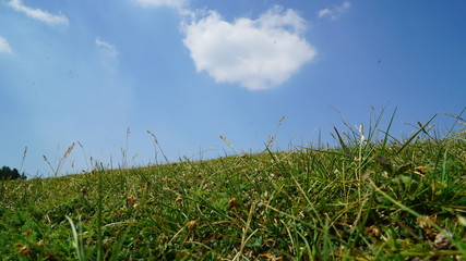 green grass and blue sky