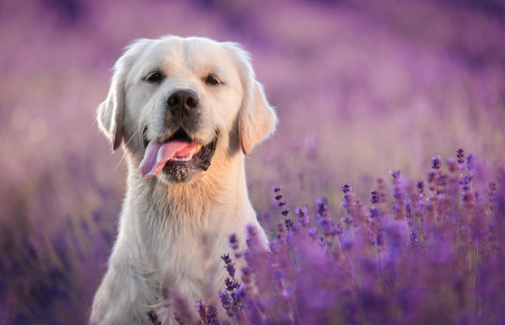 Golden Retriever dog in the lavender field
