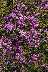 Fototapeta premium Outdoor flowers