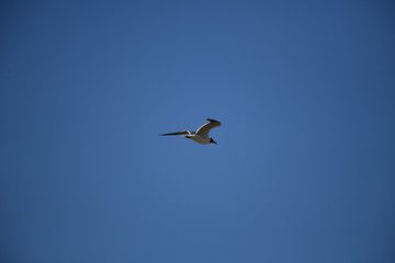 Obraz premium seabird flying on a sunny day at a beach