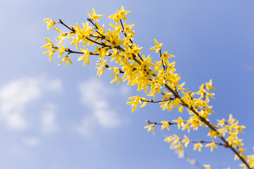 Outdoor flowers