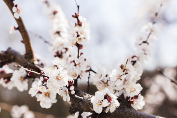 Outdoor flowers
