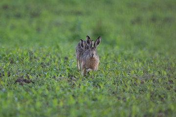 Feldhase